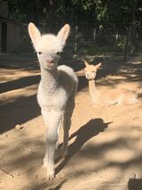 alpaca for sale