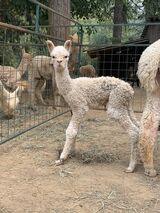 alpaca for sale