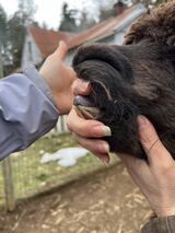 alpaca for sale