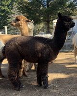 alpaca for sale