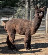 alpaca for sale