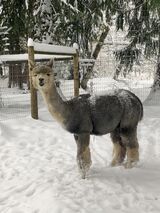 alpaca for sale