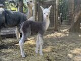 alpaca for sale
