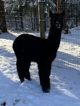 alpaca for sale
