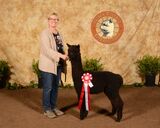 alpaca for sale