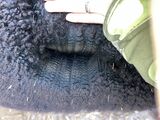 alpaca for sale