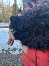 alpaca for sale