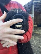 alpaca for sale
