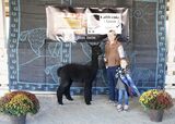 alpaca for sale