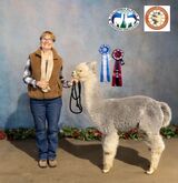 alpaca for sale