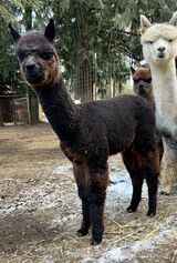 alpaca for sale