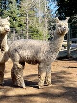alpaca for sale