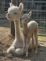 alpaca for sale