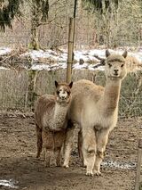 alpaca for sale