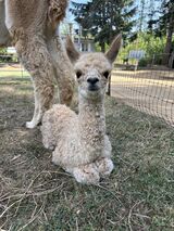 alpaca for sale