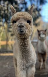 alpaca for sale