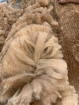 alpaca for sale