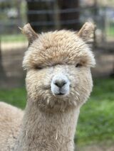 alpaca for sale