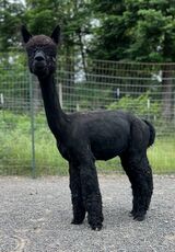 alpaca for sale