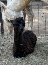 alpaca for sale