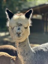 alpaca for sale