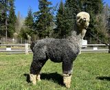 alpaca for sale