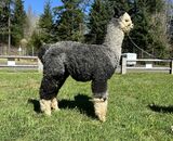 alpaca for sale