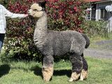 alpaca for sale