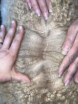 alpaca for sale