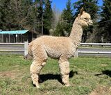 alpaca for sale