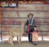 alpaca for sale