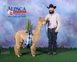alpaca for sale