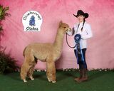 alpaca for sale