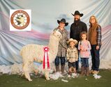 alpaca for sale