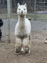alpaca for sale