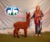 alpaca for sale