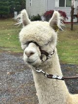 alpaca for sale