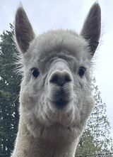 alpaca for sale