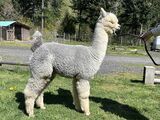 alpaca for sale