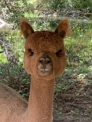 Jasper Alpaca