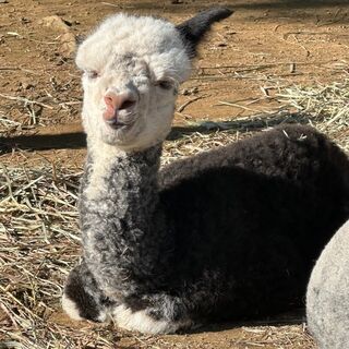 Adorable cria
