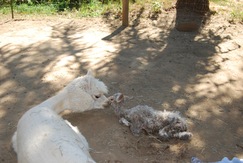Moon with Cria less than an hour old