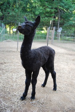Max showing his nice straight legs!