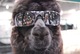 Max Rockin' the Oakleys! 
