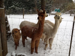 The girls are ready for the photo session