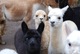 Max, Maverick and Grace
