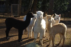 The Fantastic Five