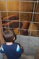 Hayden meets the three little pigs!