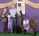 alpaca for sale