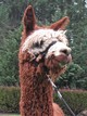 alpaca for sale